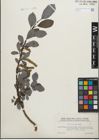 Foto von Salix glabra Scop.